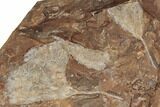 Nine Fossil Ginkgo Leaves From North Dakota - Paleocene #188743-5